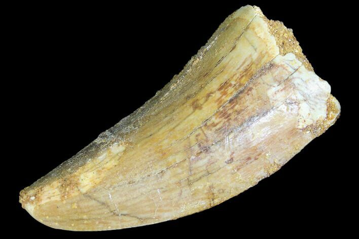 Bargain, Juvenile Carcharodontosaurus Tooth #84381